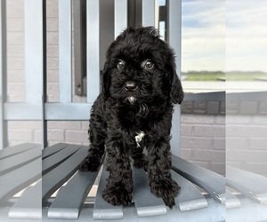 Cavapoo Puppy for sale in FRANKLIN, IN, USA