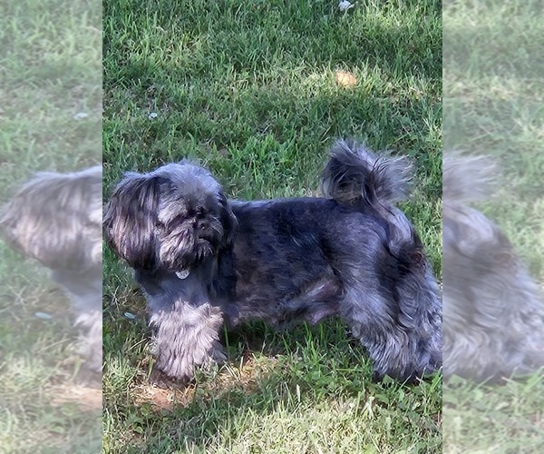 Medium Photo #1 Shih Tzu Puppy For Sale in WOODSFIELD, OH, USA