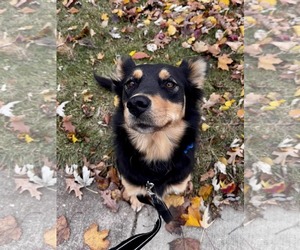 Border Collie-Unknown Mix Dogs for adoption in Plainfield, IL, USA