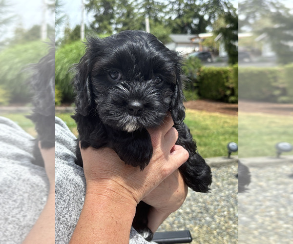 Medium Photo #1 Cavachon Puppy For Sale in OLYMPIA, WA, USA