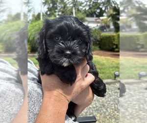 Medium Cavachon