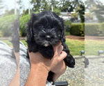 Puppy Willa Cavachon