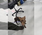 Small Chihuahua
