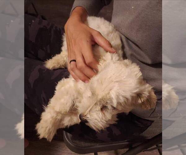 Medium Photo #9 Havanese Puppy For Sale in CASA GRANDE, AZ, USA