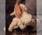 Small Photo #9 Havanese Puppy For Sale in CASA GRANDE, AZ, USA