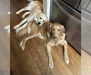 Father of the Golden Retriever puppies born on 10/01/2025