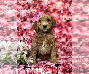 Goldendoodle (Miniature) Puppy for sale in GLEN ROCK, PA, USA