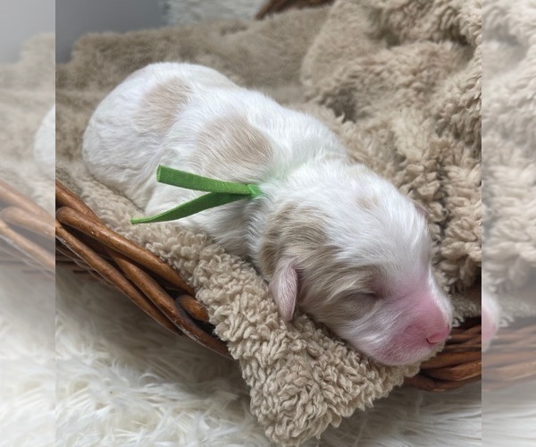 Medium Photo #3 Goldendoodle Puppy For Sale in PIERSON, FL, USA