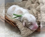 Small Photo #7 Goldendoodle Puppy For Sale in PIERSON, FL, USA