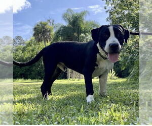 Mutt Dogs for adoption in Fort Pierce, FL, USA