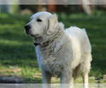 Small #8 Golden Retriever