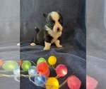 Small #2 Chi-Corgi