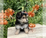 Small #5 Morkie