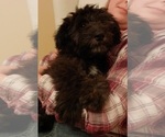 Puppy Charlie Cadoodle