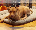 Small Labrador Retriever
