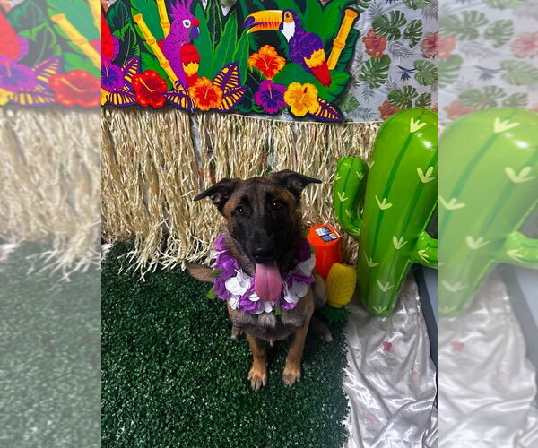 Medium Photo #5 Mutt Puppy For Sale in Imlay City, MI, USA
