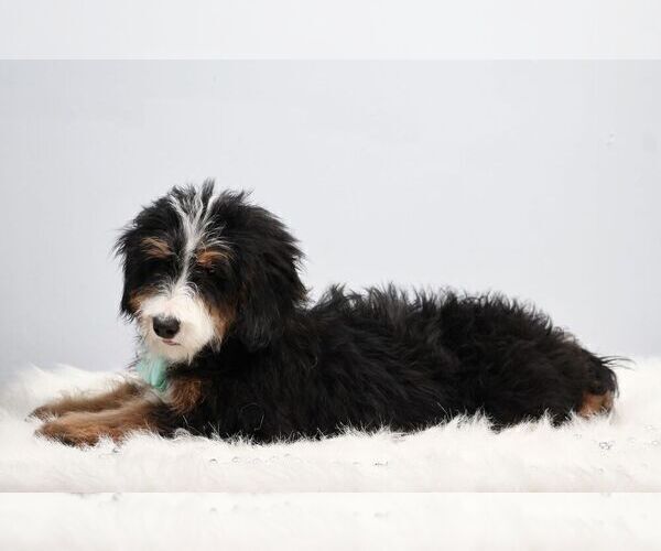 Medium Photo #2 Bernedoodle (Miniature) Puppy For Sale in LIVINGSTON, WI, USA