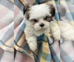 Small Photo #5 Mal-Shi Puppy For Sale in SILEX, MO, USA