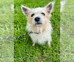 Small #4 Chihuahua Mix