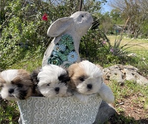 Shih Tzu Puppy for Sale in SMITHVILLE, Texas USA