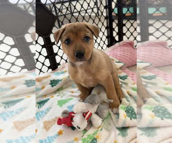 Medium Photo #1 Mutt Puppy For Sale in Cave Creek, AZ, USA