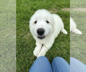 Great Pyrenees Puppy for Sale in COAL CITY, Illinois USA