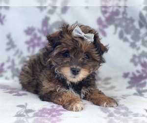 Peke-A-Poo Puppy for sale in LAKELAND, FL, USA