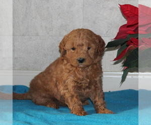Goldendoodle-Poodle (Miniature) Mix Puppy for sale in STRASBURG, PA, USA