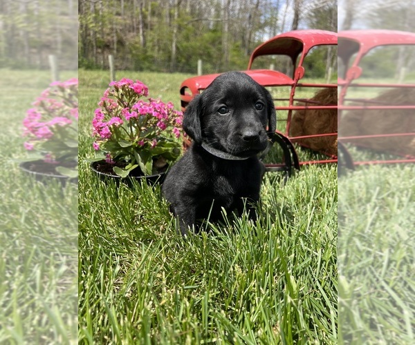 Medium Photo #3 Labrador Retriever Puppy For Sale in NEOLA, WV, USA