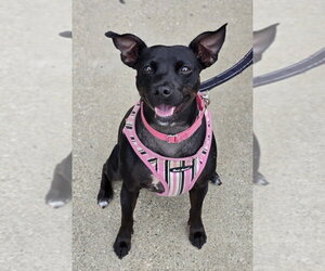 Savvy - Female Mutt Dog for Adoption - Photo #31