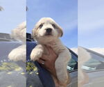 Small #3 Border-Aussie