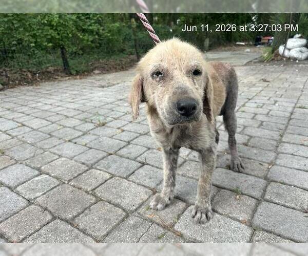 Medium Photo #1 Golden Retriever Puppy For Sale in Ocala, FL, USA