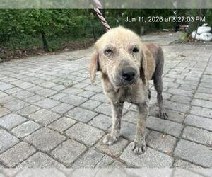 Golden Retriever Dogs for adoption in Ocala, FL, USA