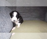 Small Photo #11 Border Collie Puppy For Sale in AIKEN, SC, USA
