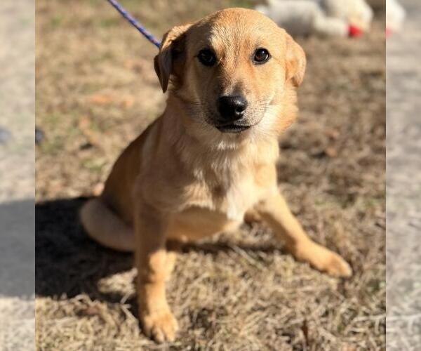 Medium Photo #2 Labrador Retriever-Unknown Mix Puppy For Sale in Yardley, PA, USA
