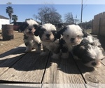 Small Photo #7 Shih Tzu Puppy For Sale in POTEET, TX, USA