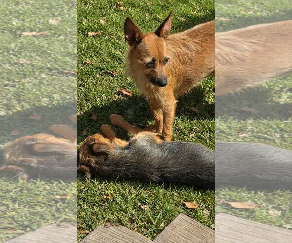 Medium Photo #3 Mutt Puppy For Sale in Oakhurst, NJ, USA
