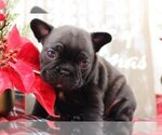 Small Photo #1 French Bulldog Puppy For Sale in GLADWYNE, PA, USA