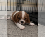 Puppy Lady Cavalier King Charles Spaniel