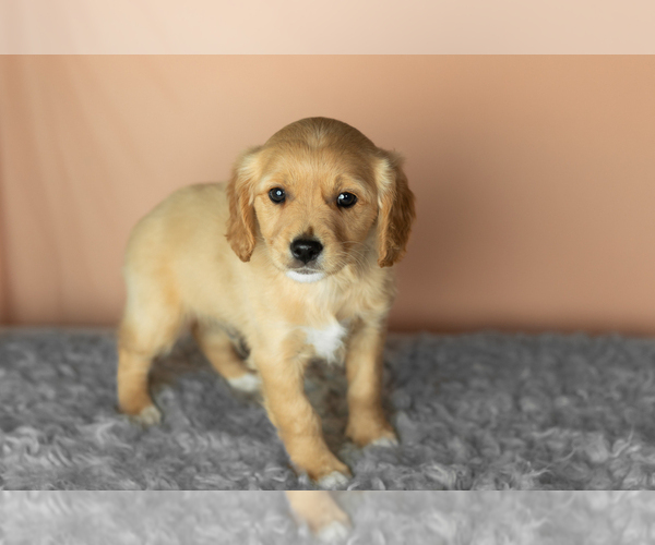 Medium Photo #3 Golden Cavadoodle Puppy For Sale in MILLERSBURG, IN, USA
