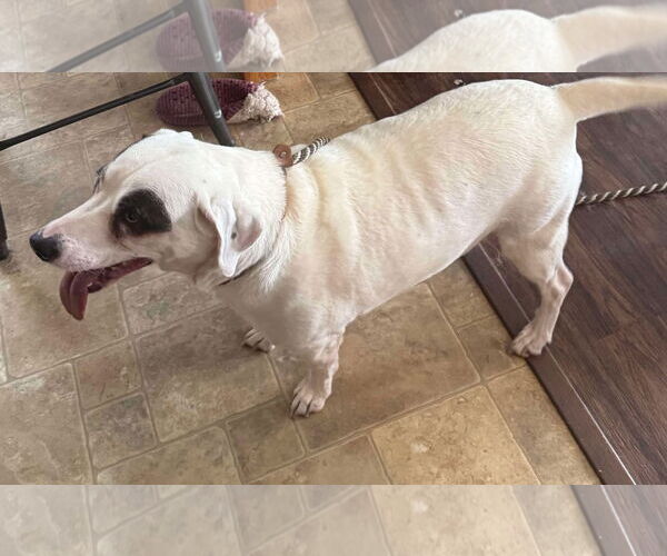 Medium Photo #2 Basston Puppy For Sale in Deepwater, NJ, USA