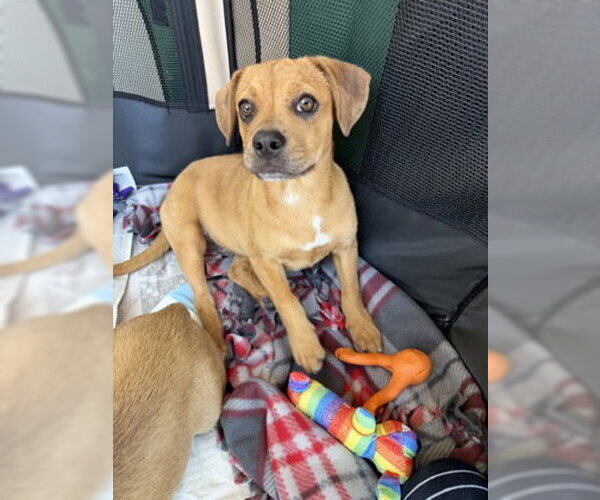 Medium Photo #3 Mutt Puppy For Sale in Pleasanton, CA, USA