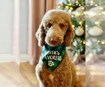 Small Photo #10 Goldendoodle Puppy For Sale in GLENDALE, CA, USA