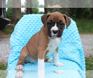 Boxer Puppy for sale in SHILOH, OH, USA