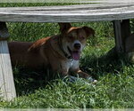 Small #1 Mutt