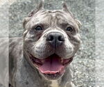 Small American Bulldog Mix