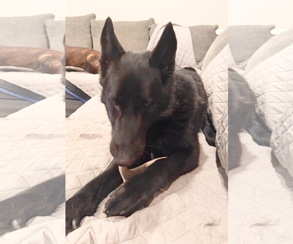 Medium Photo #5 German Shepherd Dog Puppy For Sale in Centreville, VA, USA