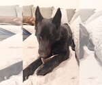 Small #4 German Shepherd Dog