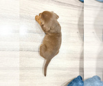 Small #3 Beaglier