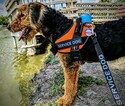 Small Photo #9 Airedale Terrier Puppy For Sale in BOWRING, OK, USA